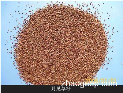 兆格分享：液壓榨油機(jī)制取月見(jiàn)草油工藝